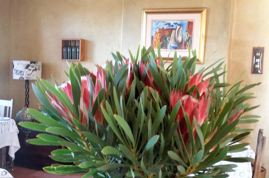 Bettyʼs Bay Bucaco Sud Guest House מראה חיצוני תמונה