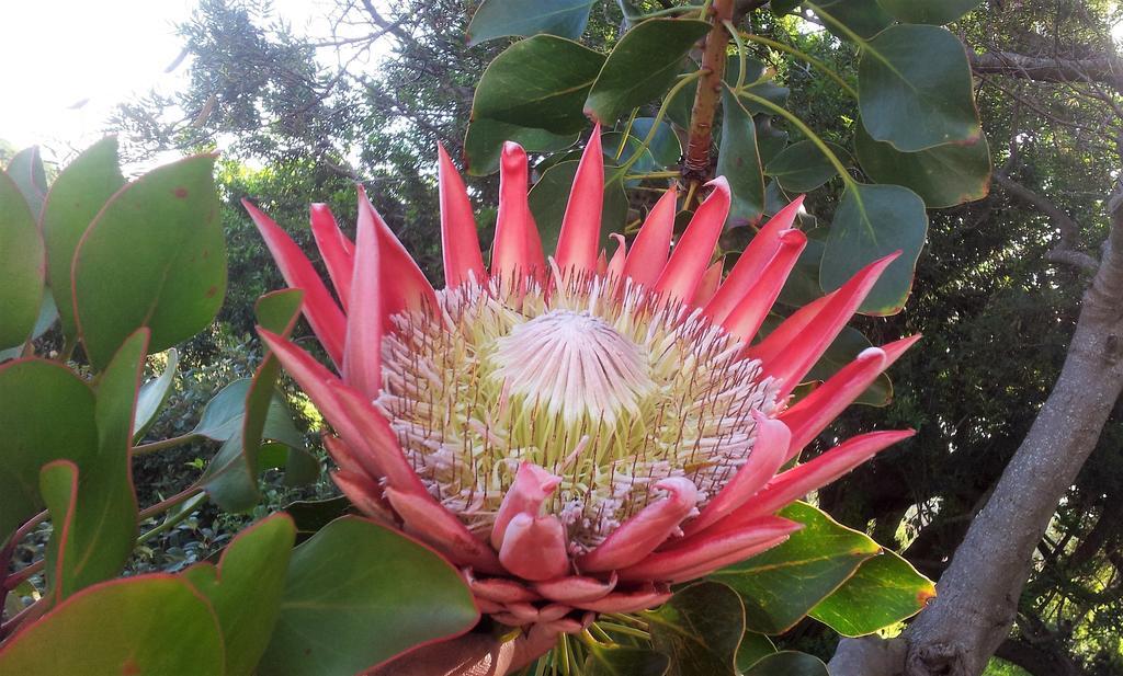 Bettyʼs Bay Bucaco Sud Guest House מראה חיצוני תמונה